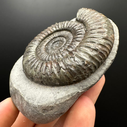 Dactylioceras Ammonite Fossil With box and Stand - Whitby, North Yorkshire Jurassic Coast Yorkshire Fossils