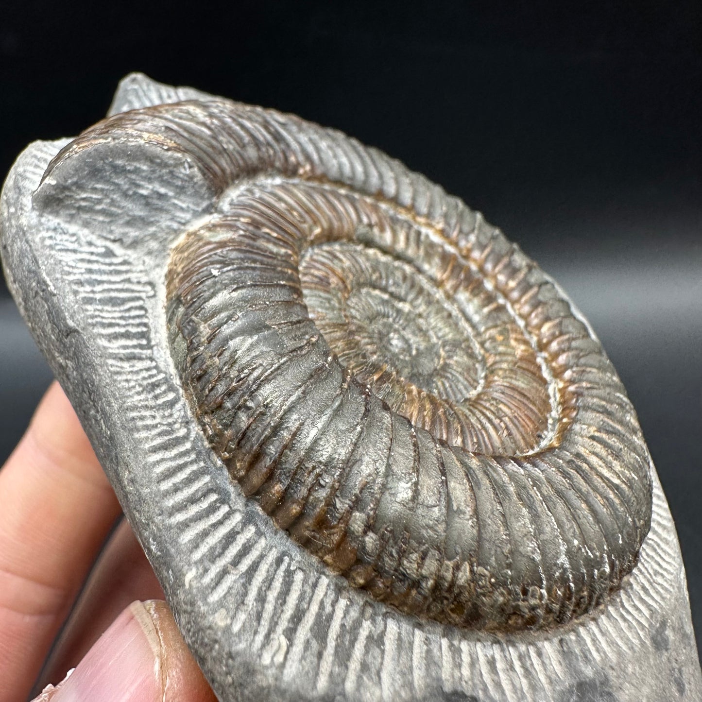 Dactylioceras Ammonite Fossil With Box And Stand - Whitby, North Yorkshire Jurassic Coast Yorkshire Fossils