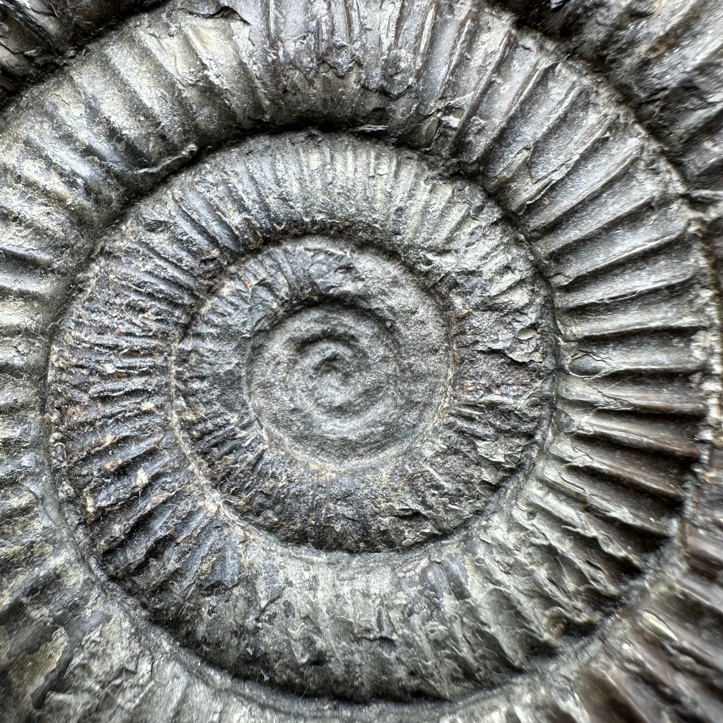 Dactylioceras Ammonite Fossil With Stand - Whitby, North Yorkshire Jurassic Coast Yorkshire Fossils