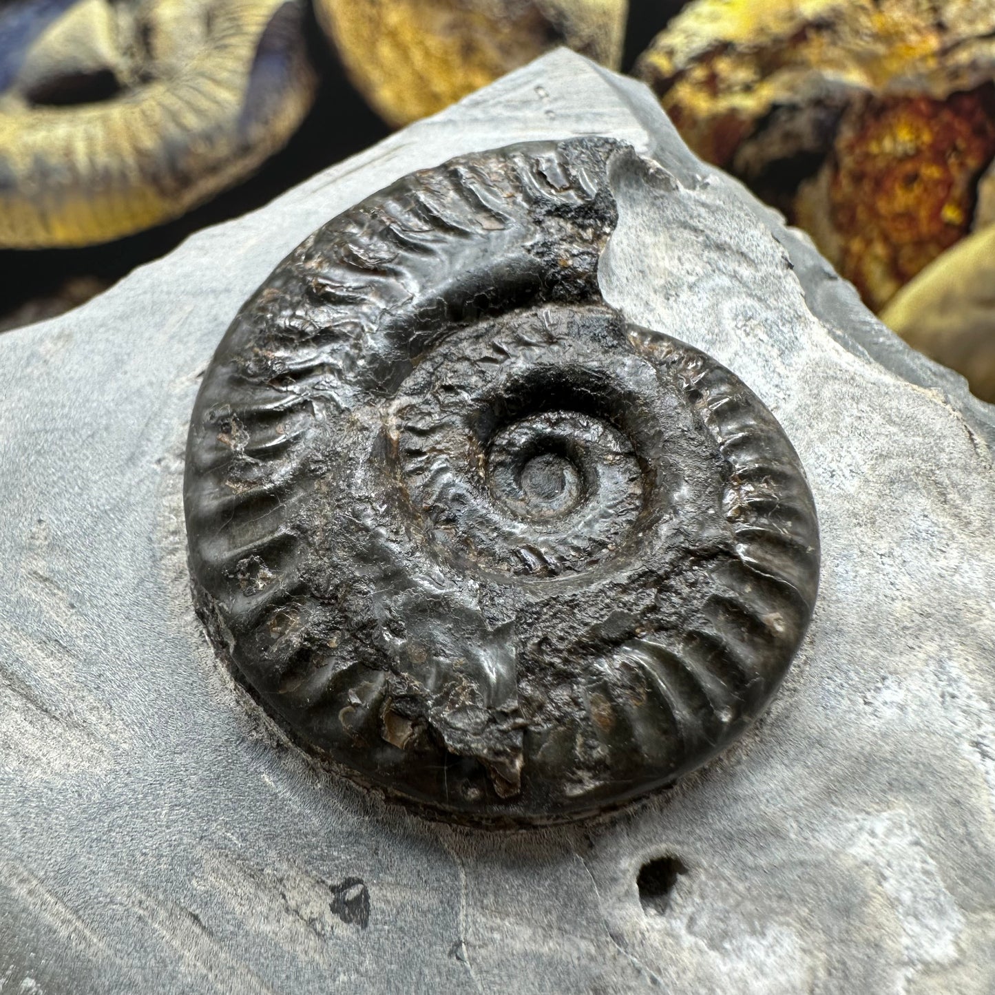 Hildoceras lusitanicum ammonite fossil - Whitby, North Yorkshire, Jurassic Coast, Yorkshire Fossils