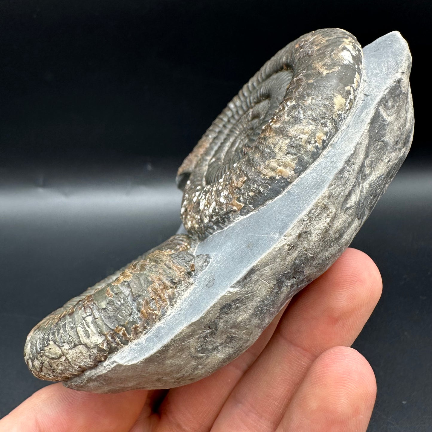 Dactylioceras Multi ammonite fossil with box and stand - Whitby, North Yorkshire Jurassic Coast, Yorkshire Fossils