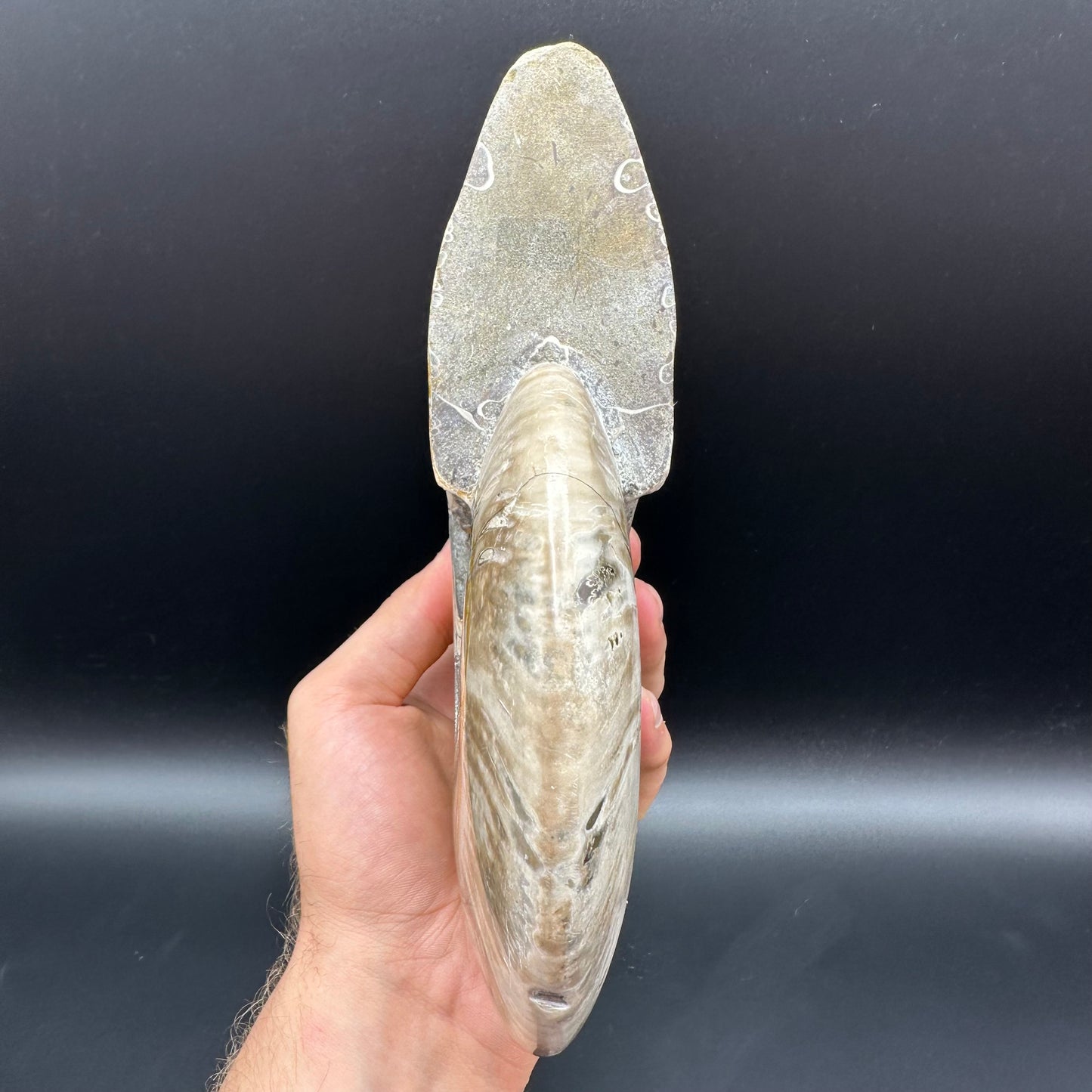 Cleoniceras Ammonite Fossil With Stand - Cretaceous Ammonite Madagascar