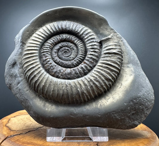 Golden Dactylioceras Ammonite Fossil With box and Stand - Whitby, North Yorkshire Jurassic Coast Yorkshire Fossils