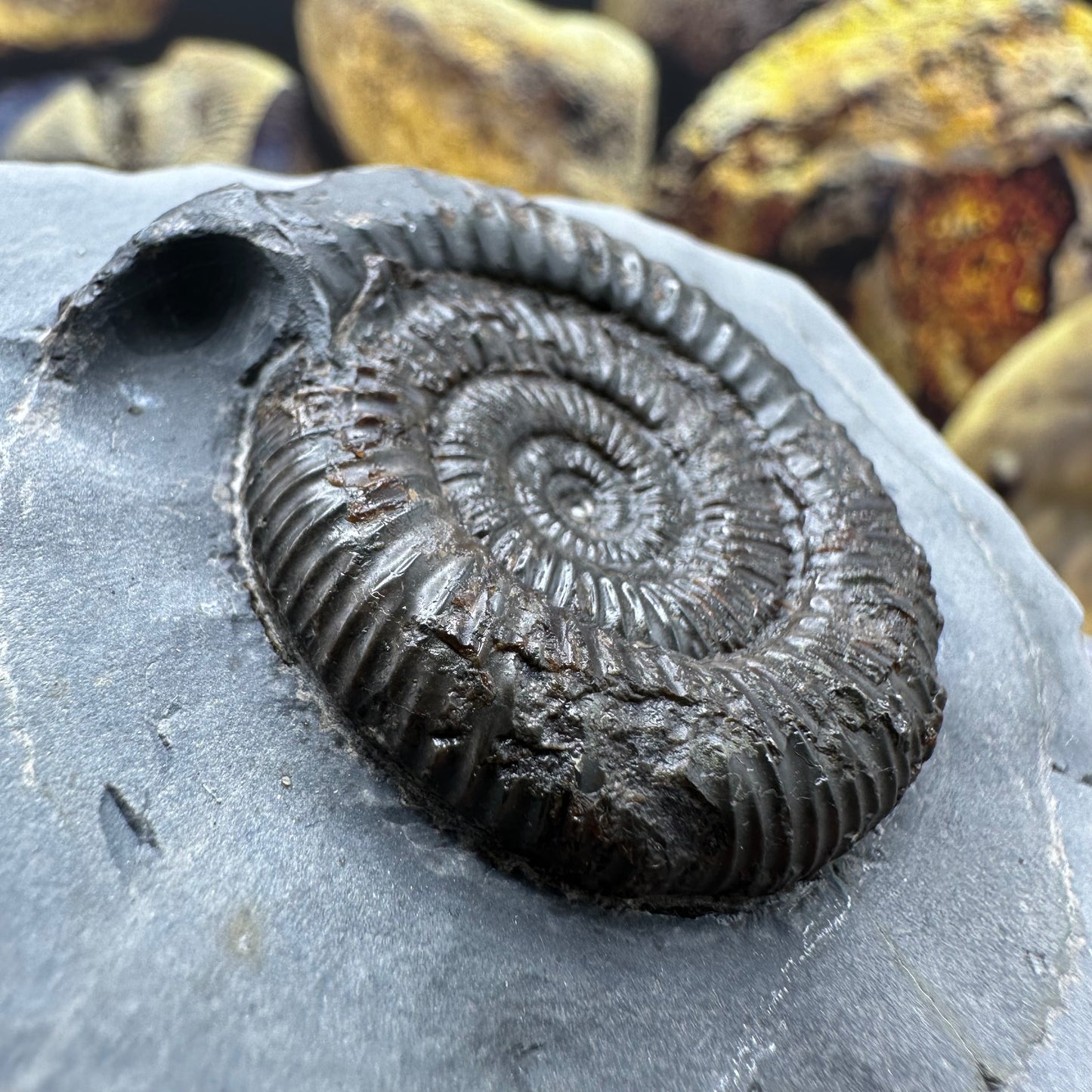 Dactylioceras ammonite fossil - Whitby, North Yorkshire Jurassic Coast Yorkshire Fossils