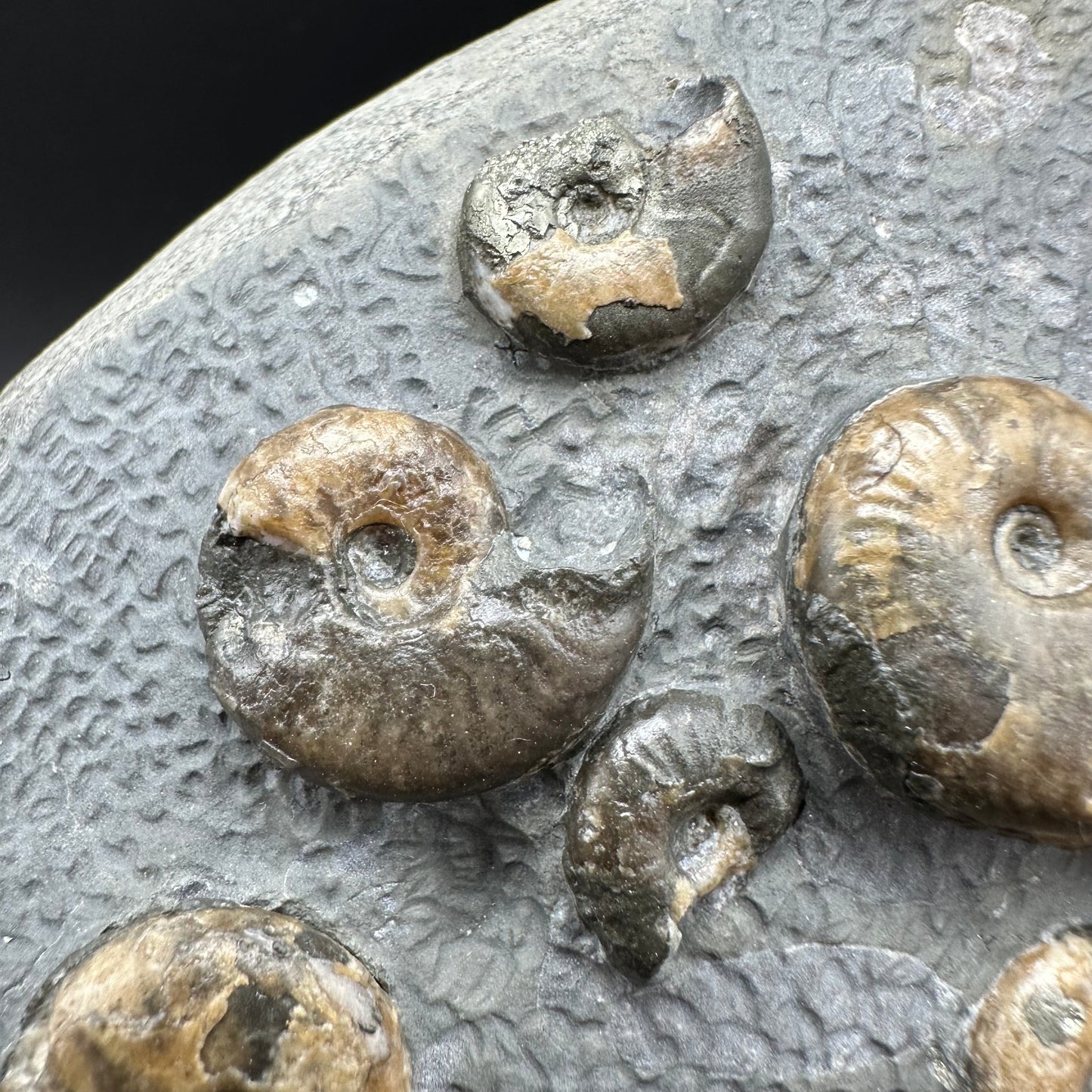 Eleganticeras Elegantulum ammonite fossil with box and stand - Whitby, North Yorkshire Jurassic Coast, Yorkshire Fossils