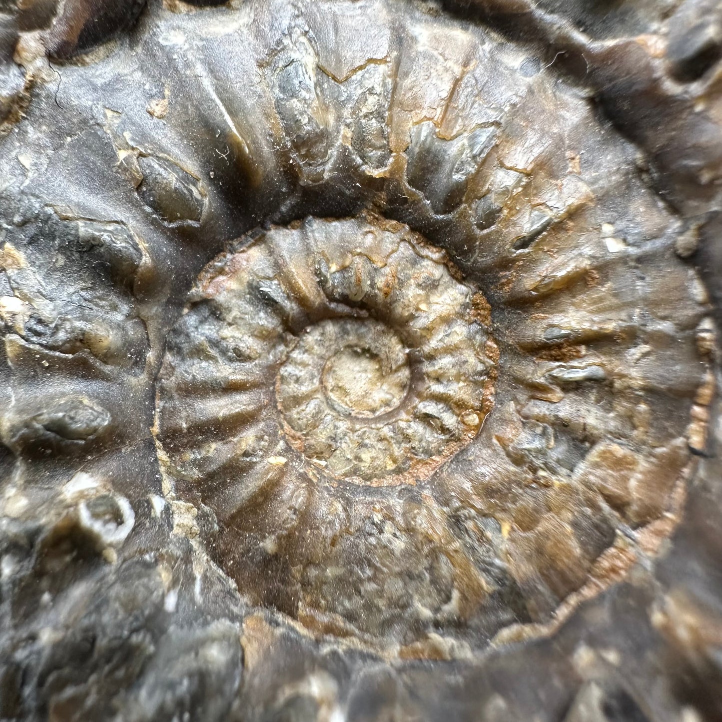 Pleuroceras paucicostatum ammonite fossil with box and stand - Whitby, North Yorkshire Jurassic Coast Yorkshire Fossils