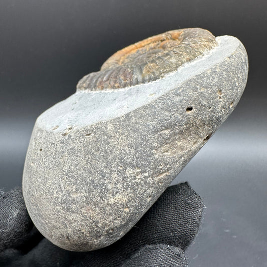 Dactylioceras Ammonite Fossil With Box And Stand - Whitby, North Yorkshire Jurassic Coast Yorkshire Fossils