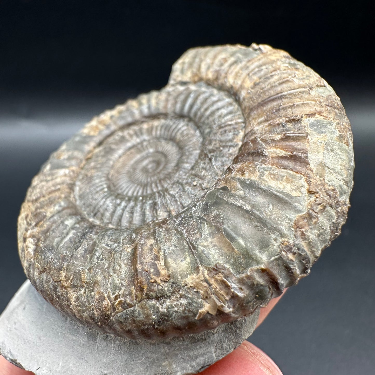 Dactylioceras Ammonite Fossil With Box And Stand - Whitby, North Yorkshire Jurassic Coast Yorkshire Fossils