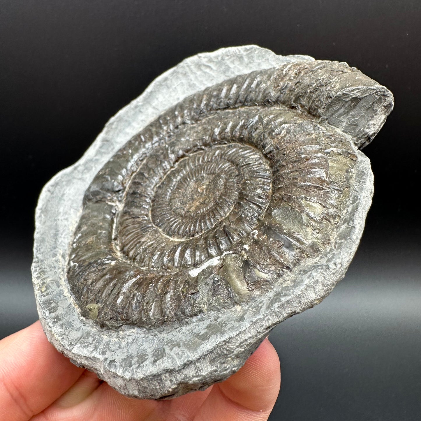 Dactylioceras Ammonite Fossil With Box And Stand - Whitby, North Yorkshire Jurassic Coast Yorkshire Fossils