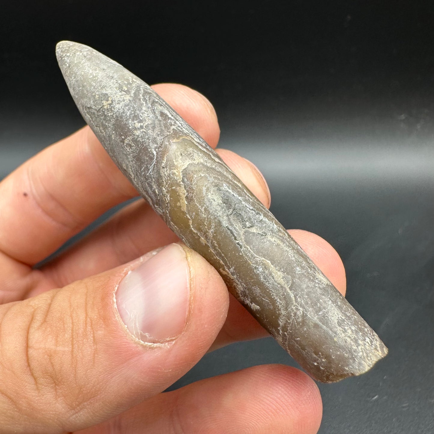 Hibolite (Fossil Squid) shell fossil with box and stand - Whitby, North Yorkshire Jurassic Coast Yorkshire Fossils