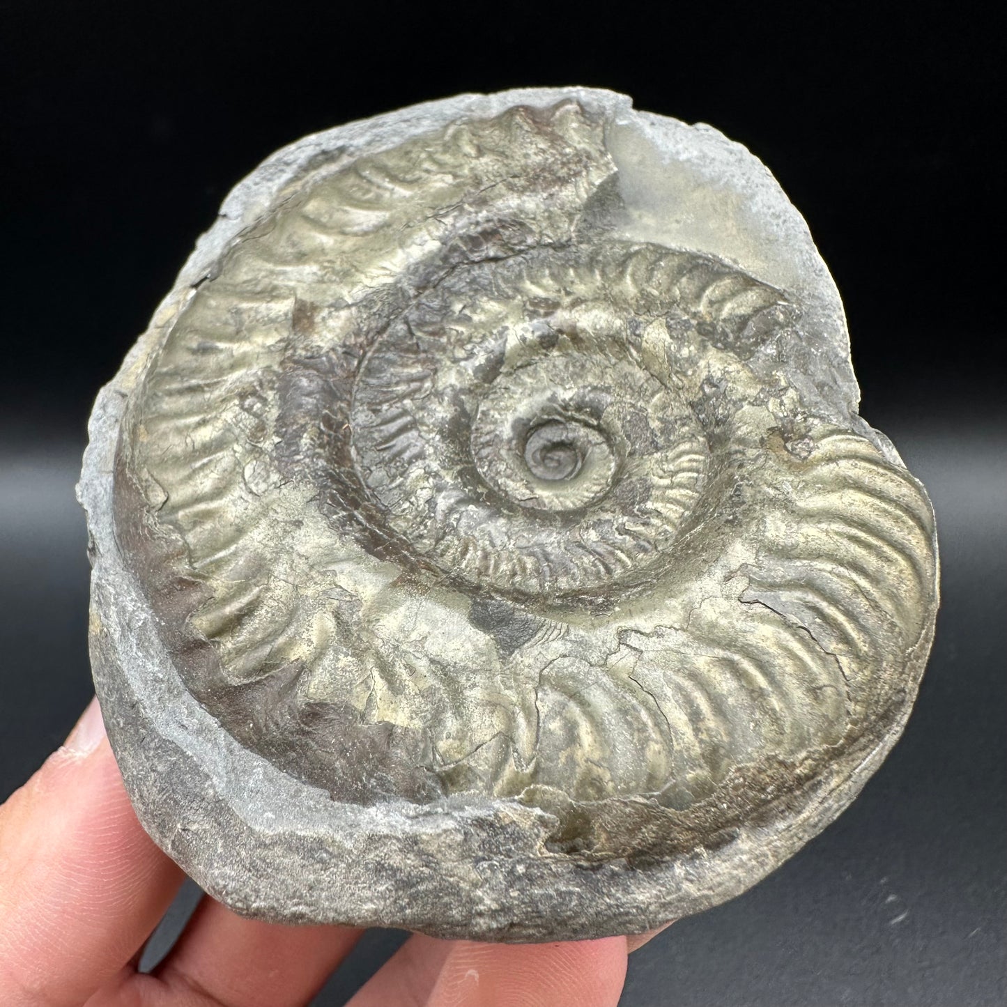 Golden Iron Pyrite Hildoceras lusitanicum Ammonite Nodule (split pair) Fossil With Box And Stand - Whitby, North Yorkshire Jurassic Coast Yorkshire Fossils