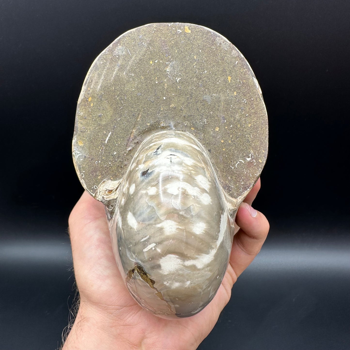 Cenoceras Nautilus Fossil With Stand - Middle Cretaceous Madagascar