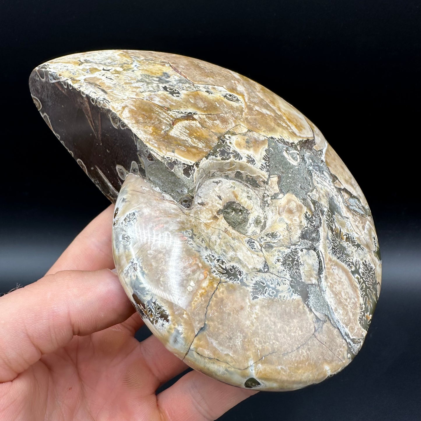 Cleoniceras Ammonite Fossil With Stand - Cretaceous Ammonite Madagascar