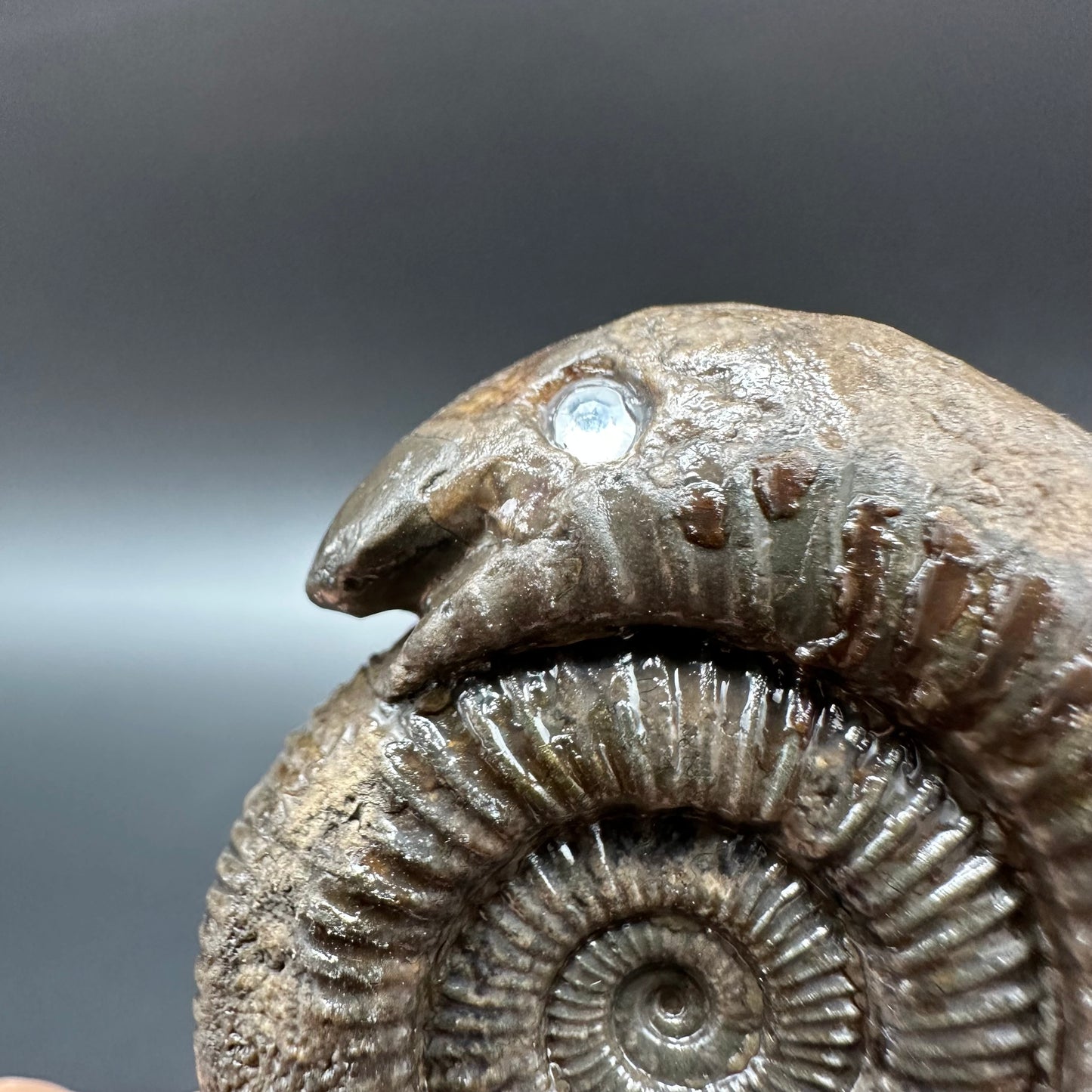Snakestone Ammonite Fossil With Bag/Box And Stand - Whitby, North Yorkshire Jurassic Coast Yorkshire Fossils