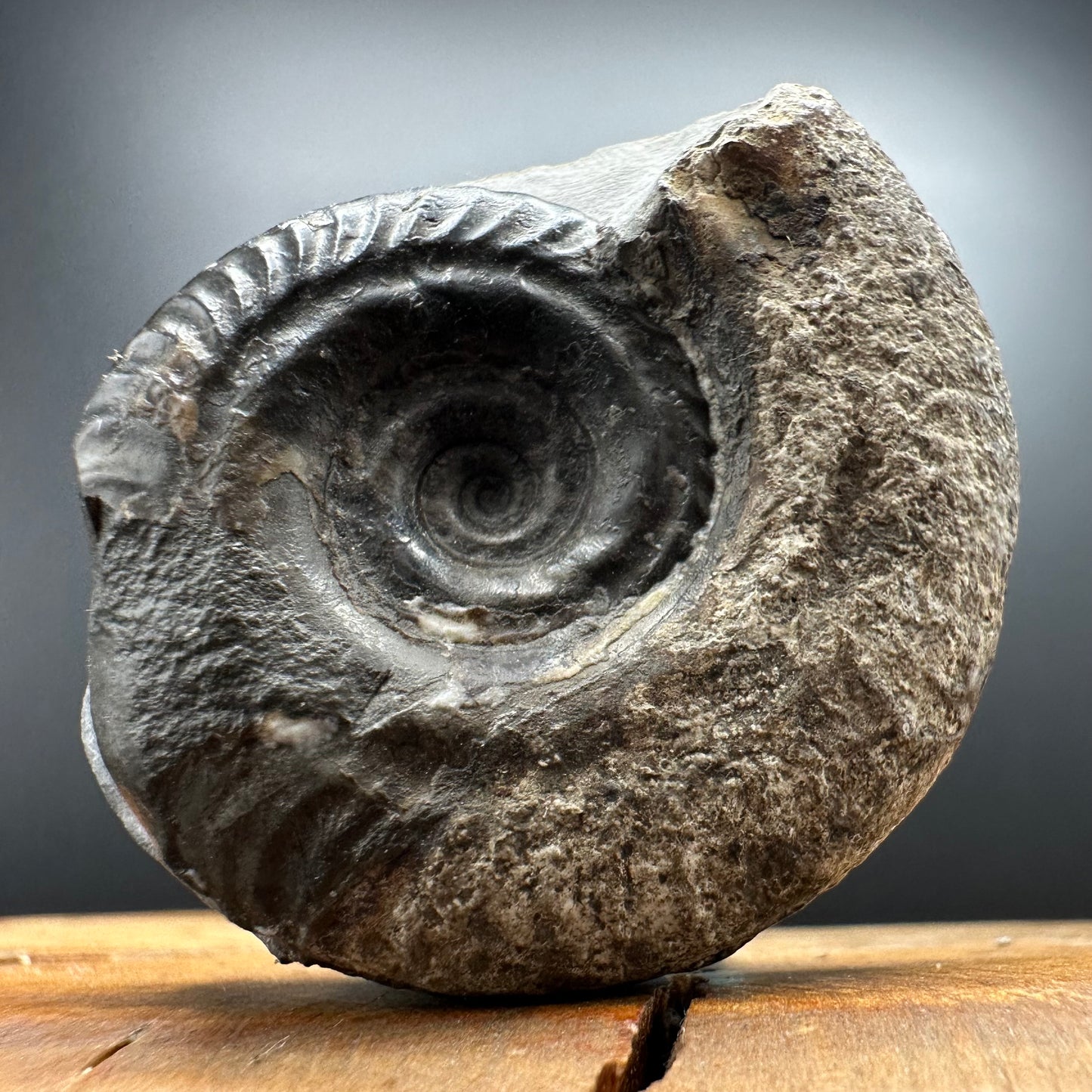 Hildoceras Bifrons Ammonite fossil with box and stand - Whitby, North Yorkshire Jurassic Coast, Yorkshire Fossils from the Jurassic Coast
