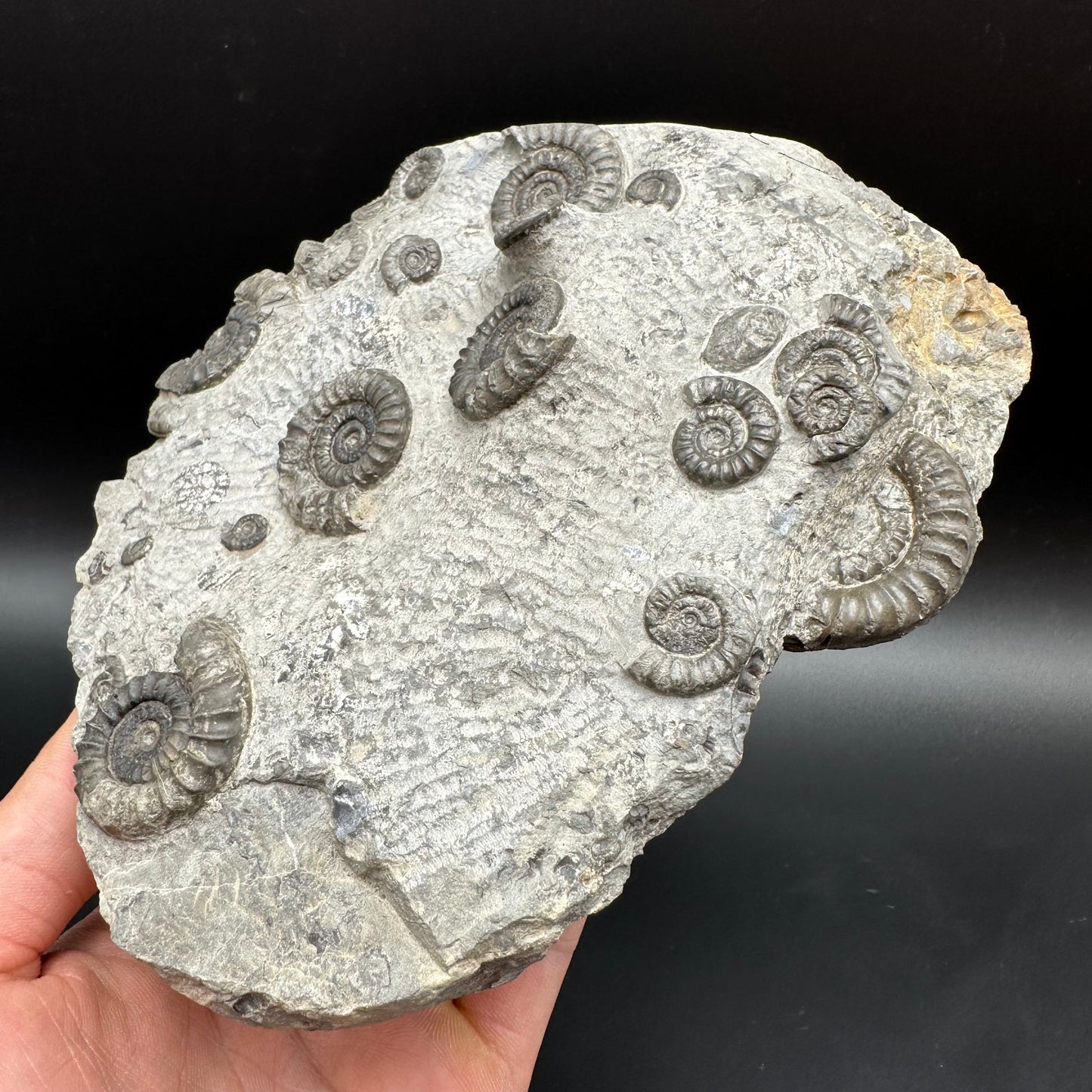 Arnioceras ammonite shell fossil with stand - Whitby, North Yorkshire Jurassic Coast Yorkshire Fossils