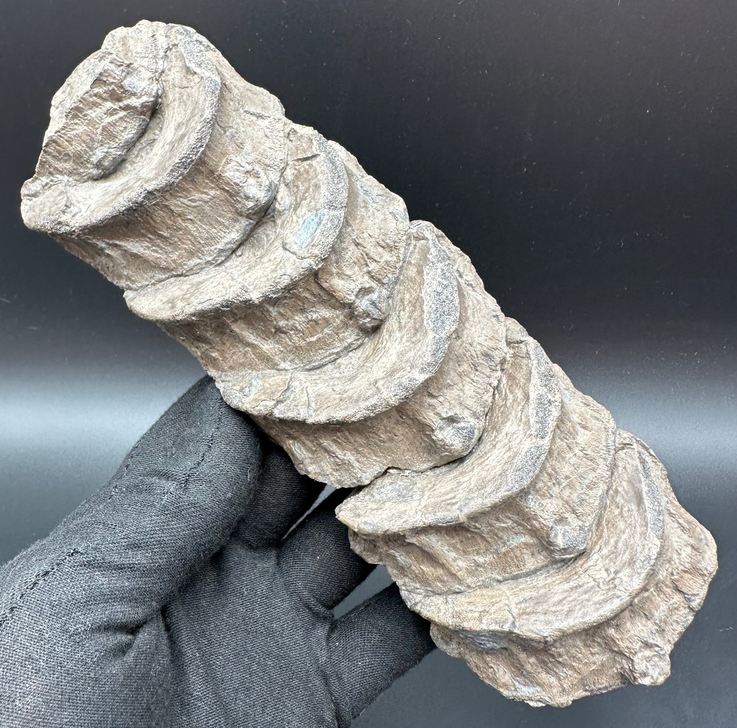 Ichthyosaur Vertebra fossil - Whitby, North Yorkshire Jurassic Coast, Yorkshire fossils