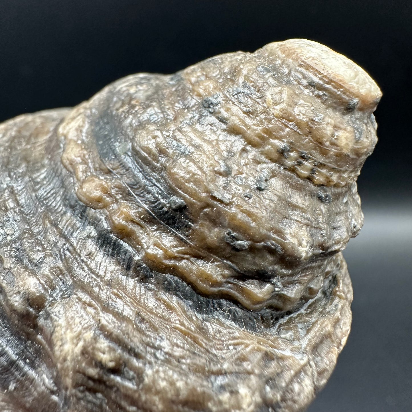 Gastropod Shell Fossil With Box And Stand - Whitby, North Yorkshire, Jurassic Coast, Yorkshire Fossils