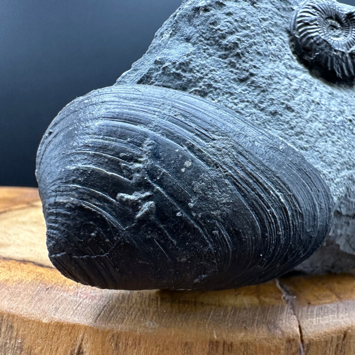 Eparietites Sp. Ammonite fossil with box and stand - Whitby, North Yorkshire Jurassic Coast Yorkshire Fossils