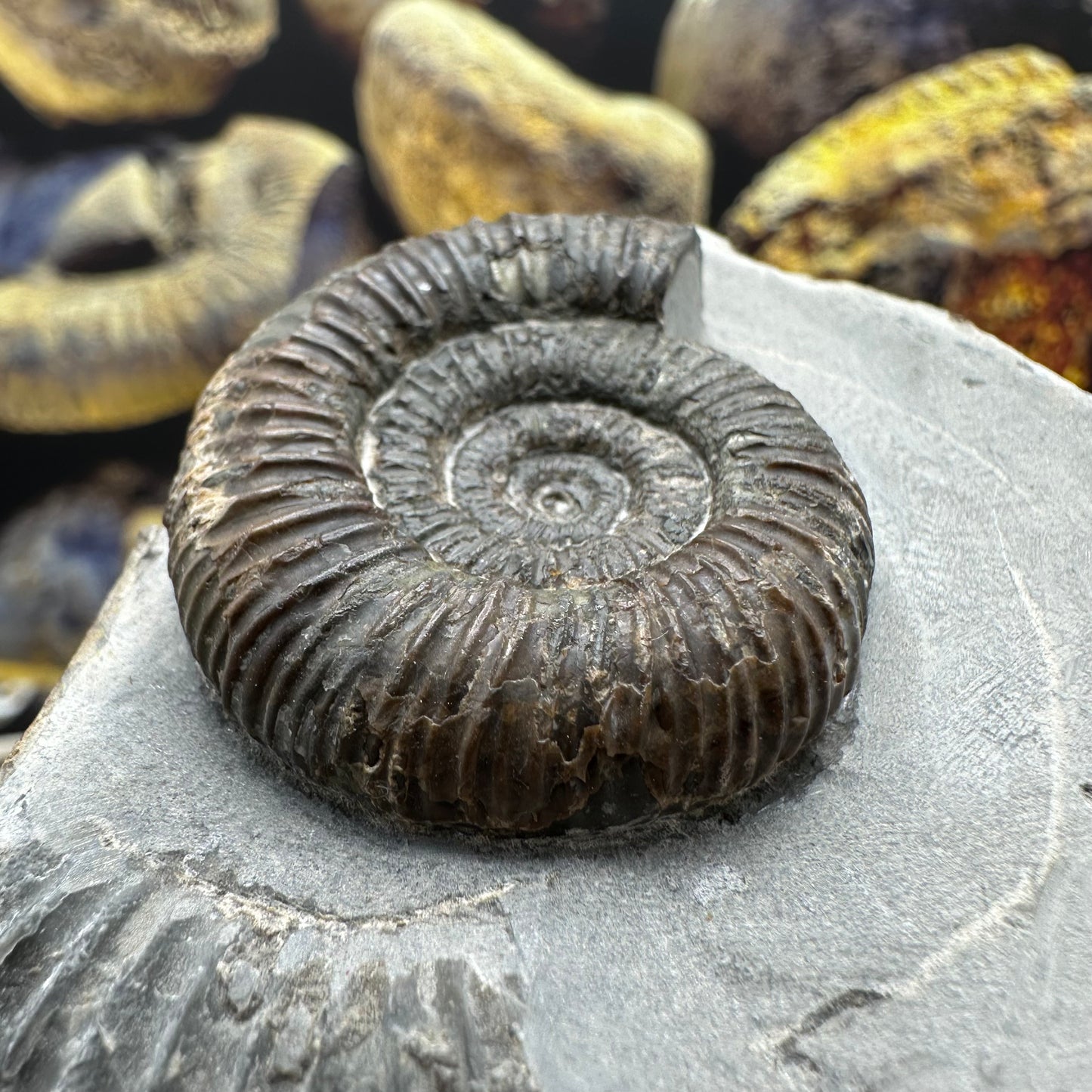 Dactylioceras ammonite fossil - Whitby, North Yorkshire Jurassic Coast