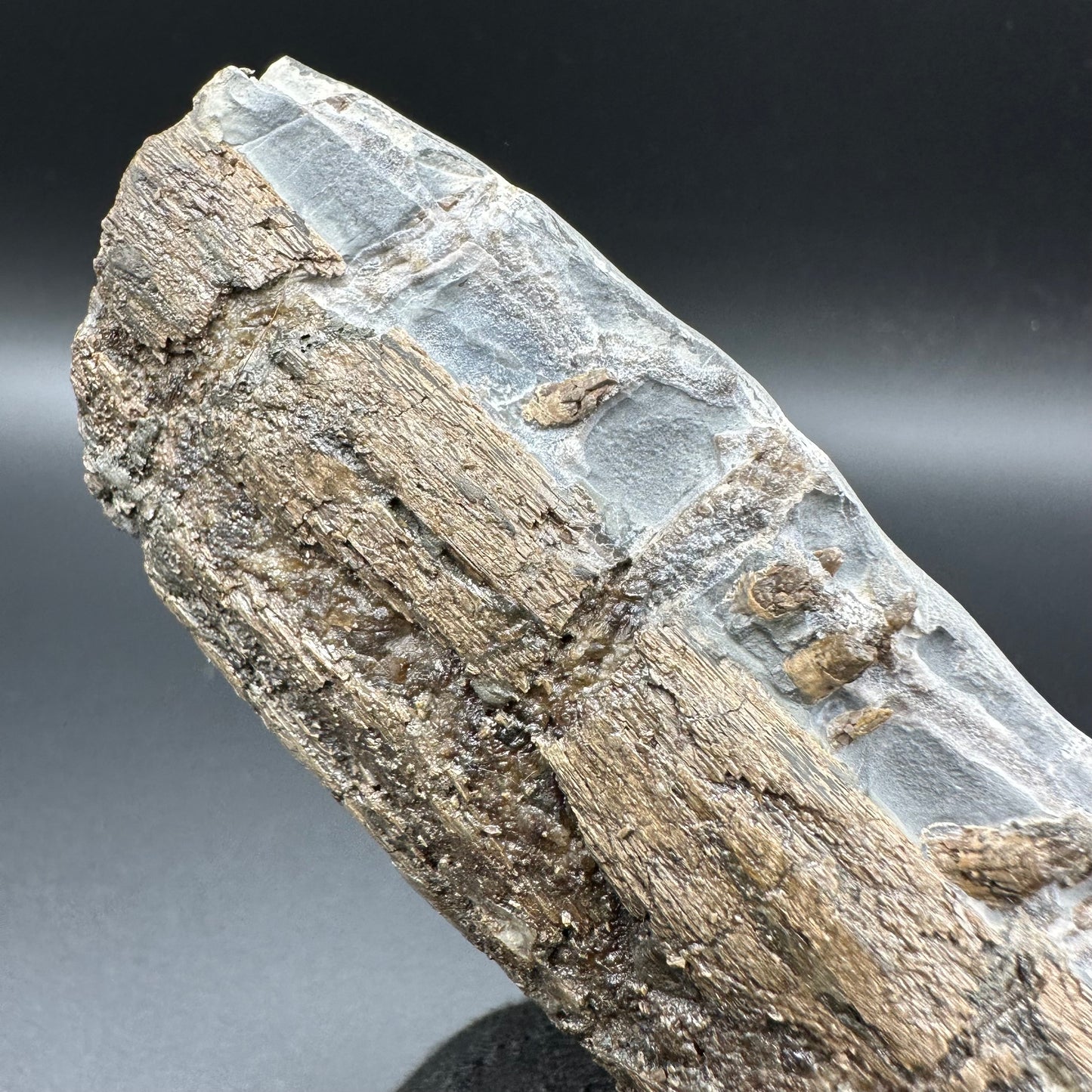Ichthyosaur Partial Jaw fossil - Whitby, North Yorkshire Jurassic Coast, Yorkshire fossils