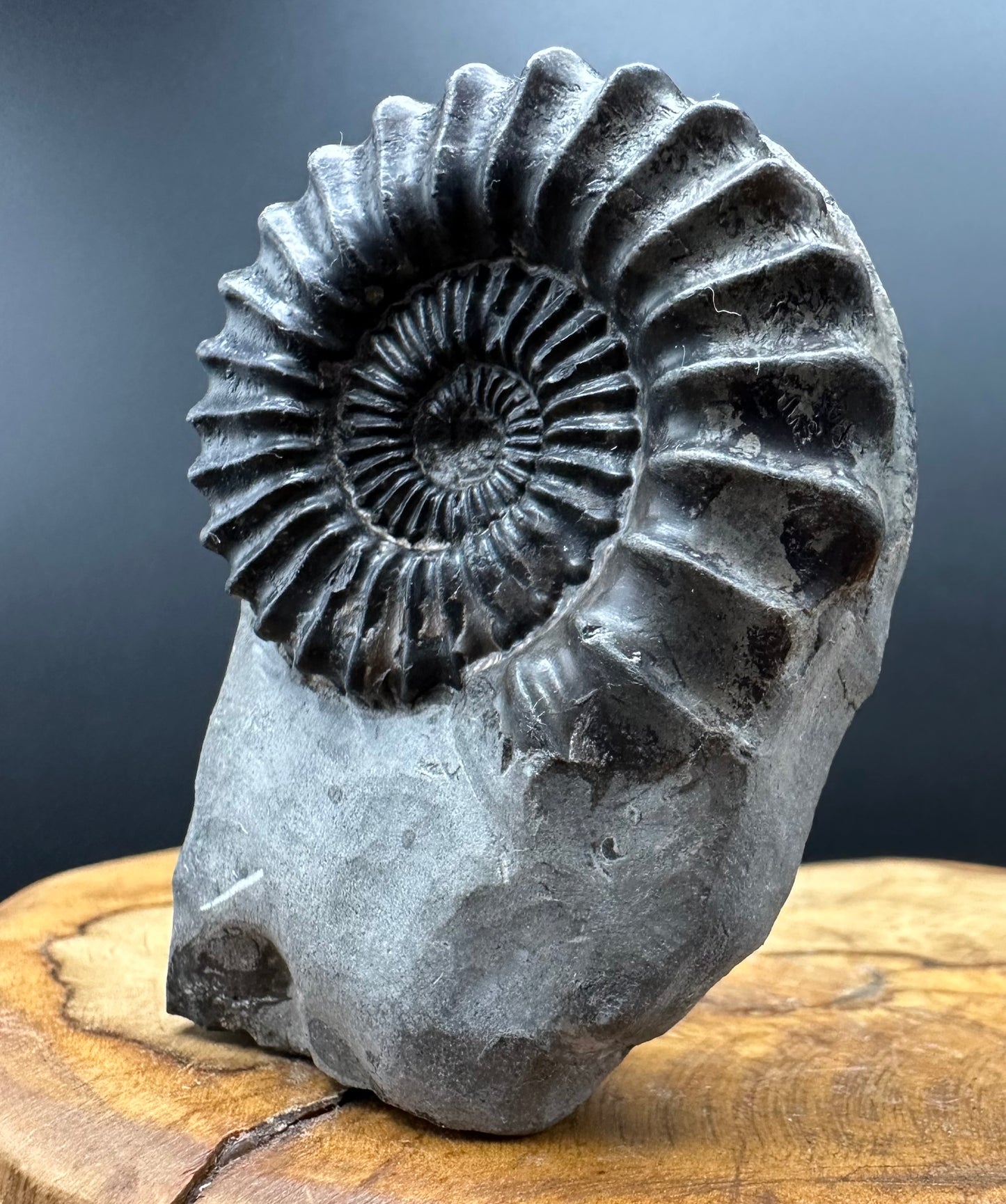 Pleuroceras hawskerense Ammonite fossil with box and stand - Whitby, North Yorkshire Jurassic Coast, Yorkshire fossils