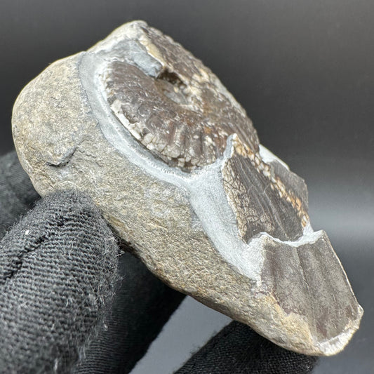 Pseudolioceras lythense Ammonite fossil with box and stand - Whitby, North Yorkshire, Yorkshire Fossils on the Jurassic Coast