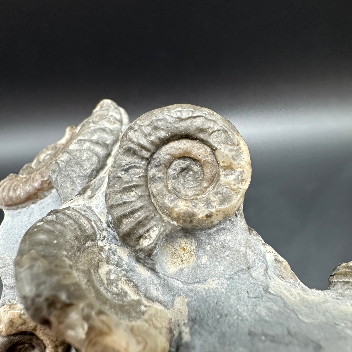 Arnioceras ammonite shell fossil with box and stand - Whitby, North Yorkshire Jurassic Coast Yorkshire Fossils