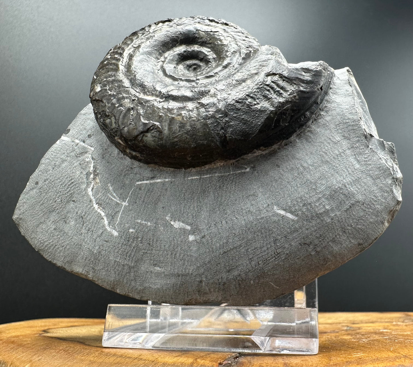 Hildoceras Bifrons Ammonite fossil with box and stand - Whitby, North Yorkshire Jurassic Coast, Yorkshire Fossils from the Jurassic Coast