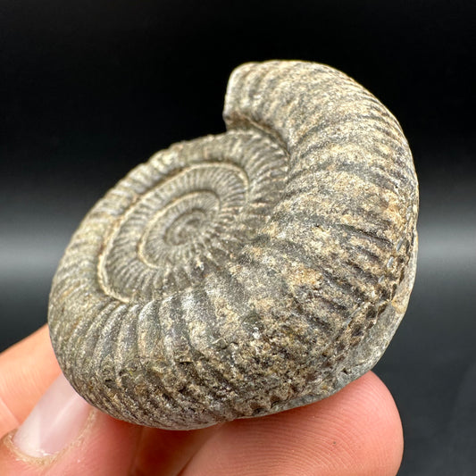 Dactylioceras Ammonite Fossil With Box And Stand - Whitby, North Yorkshire Jurassic Coast Yorkshire Fossils