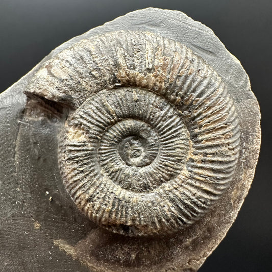 Dactylioceras Ammonite Fossil Gift Set - Whitby, North Yorkshire Jurassic Coast Yorkshire Fossils