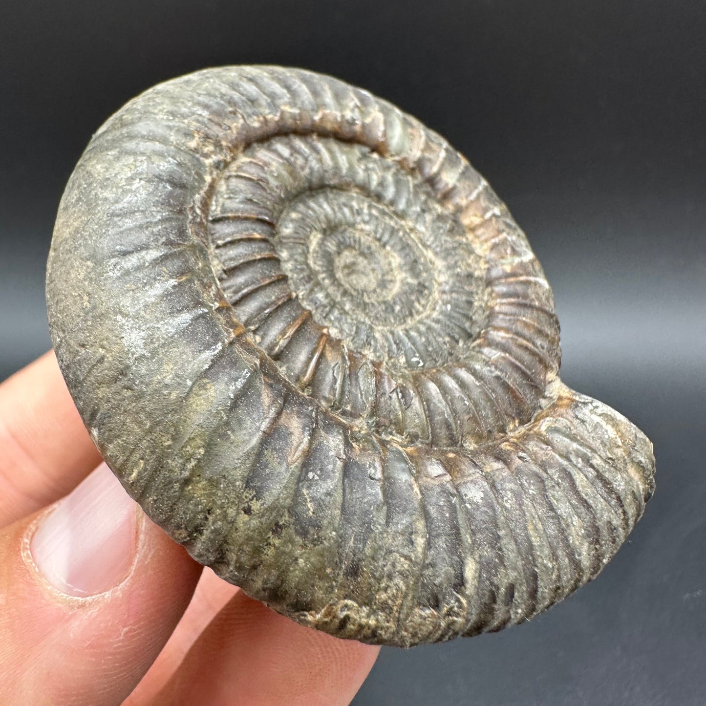 Dactylioceras Ammonite Fossil With Box And Stand - Whitby, North Yorkshire Jurassic Coast Yorkshire Fossils