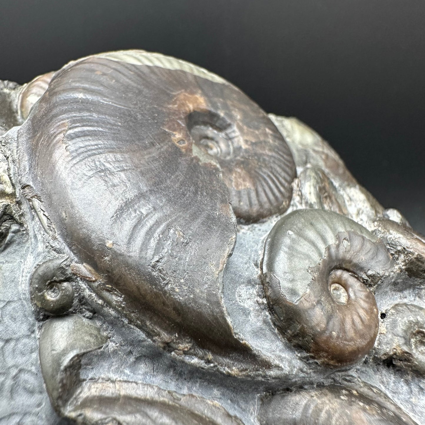 Eleganticeras Elegantulum ammonite with box and stand - Whitby, North Yorkshire Jurassic Coast, Yorkshire Fossils