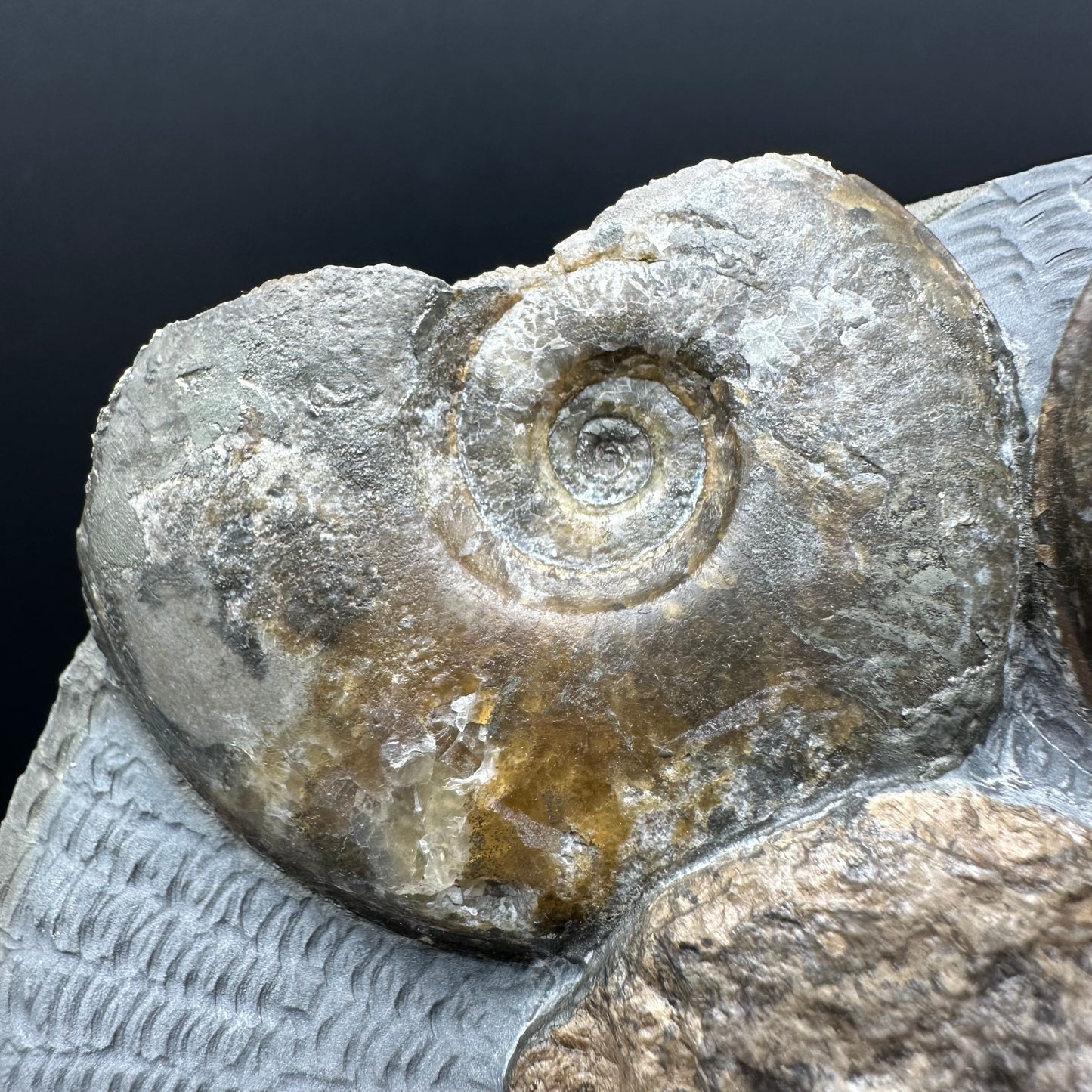 Eleganticeras Elegantulum ammonite / Coprolite fossil with box and stand - Whitby, North Yorkshire Jurassic Coast, Yorkshire Fossils