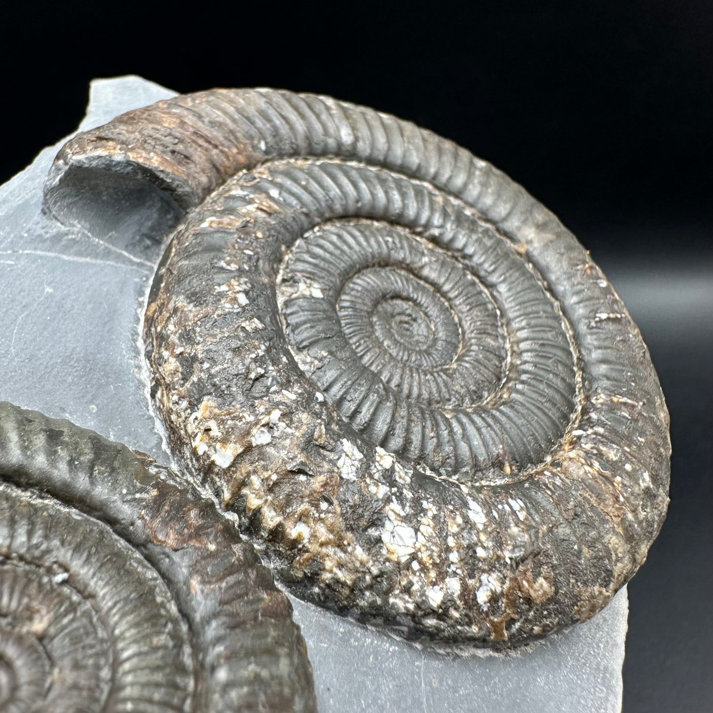 Dactylioceras Multi ammonite fossil with box and stand - Whitby, North Yorkshire Jurassic Coast, Yorkshire Fossils