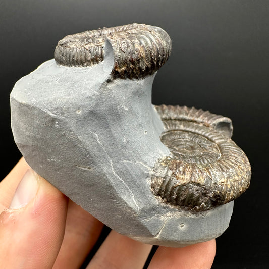 Dactylioceras Ammonite Fossil With Stand - Whitby, North Yorkshire Jurassic Coast Yorkshire Fossils