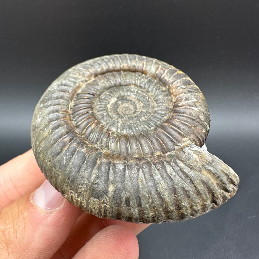 Dactylioceras Ammonite Fossil With Box And Stand - Whitby, North Yorkshire Jurassic Coast Yorkshire Fossils