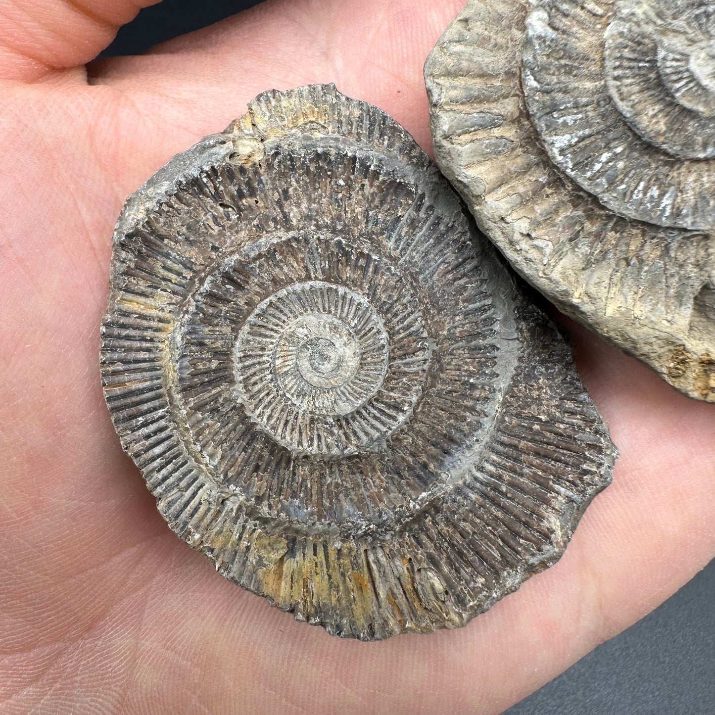 Dactylioceras imprint (negative) bundle ammonite shell fossil with box - Whitby, North Yorkshire, Yorkshire Fossils