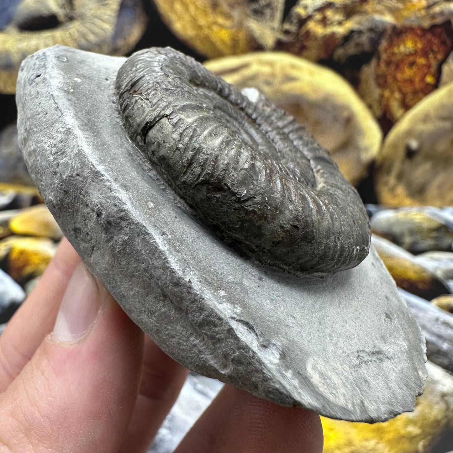 Dactylioceras ammonite fossil - Whitby, North Yorkshire Jurassic Coast