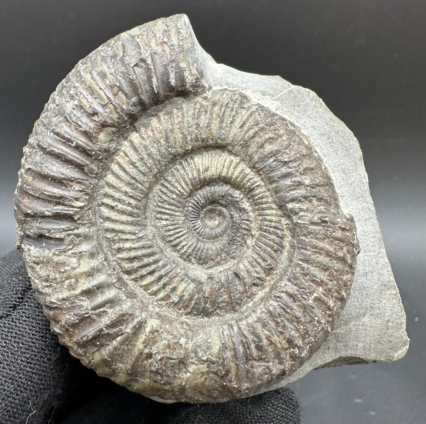 Dactylioceras Ammonite Fossil With Box And Stand - Whitby, North Yorkshire Jurassic Coast Yorkshire Fossils