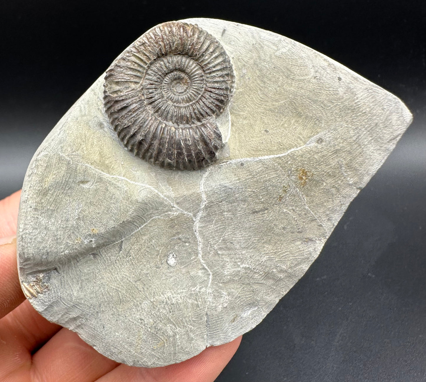 Dactylioceras Ammonite Fossil With Box And Stand - Whitby, North Yorkshire Jurassic Coast Yorkshire Fossils