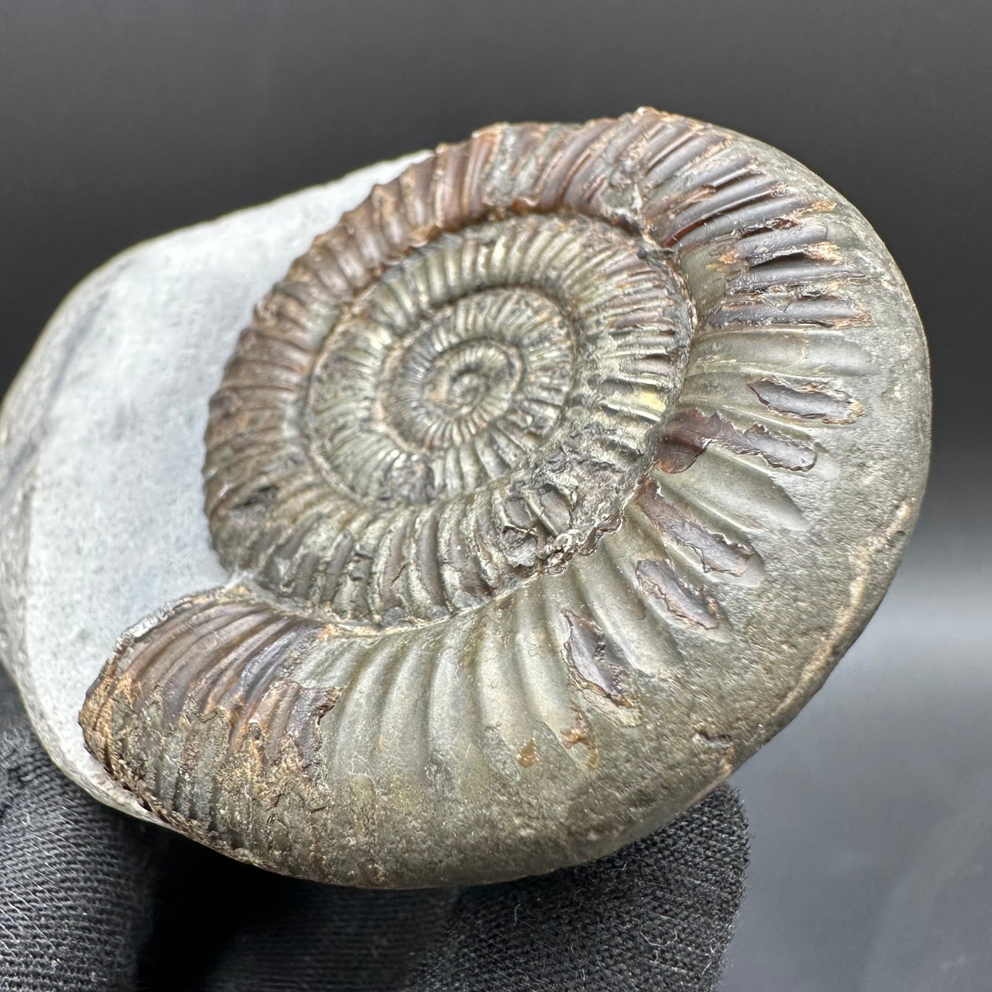 Dactylioceras Ammonite Fossil With Box And Stand - Whitby, North Yorkshire Jurassic Coast Yorkshire Fossils