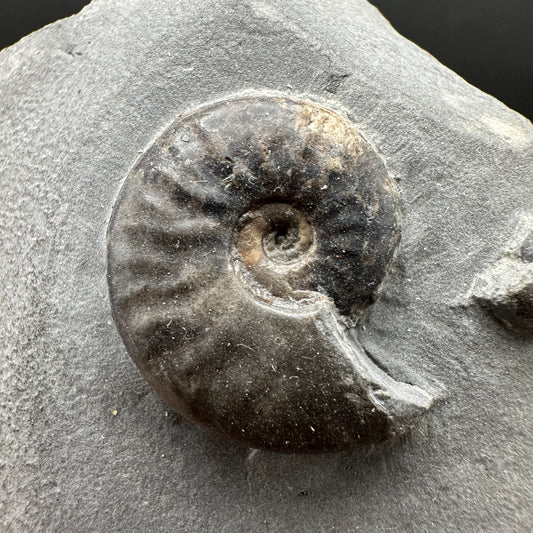Eleganticeras Elegantulum ammonite fossil with box and stand - Whitby, North Yorkshire Jurassic Coast, Yorkshire Fossils