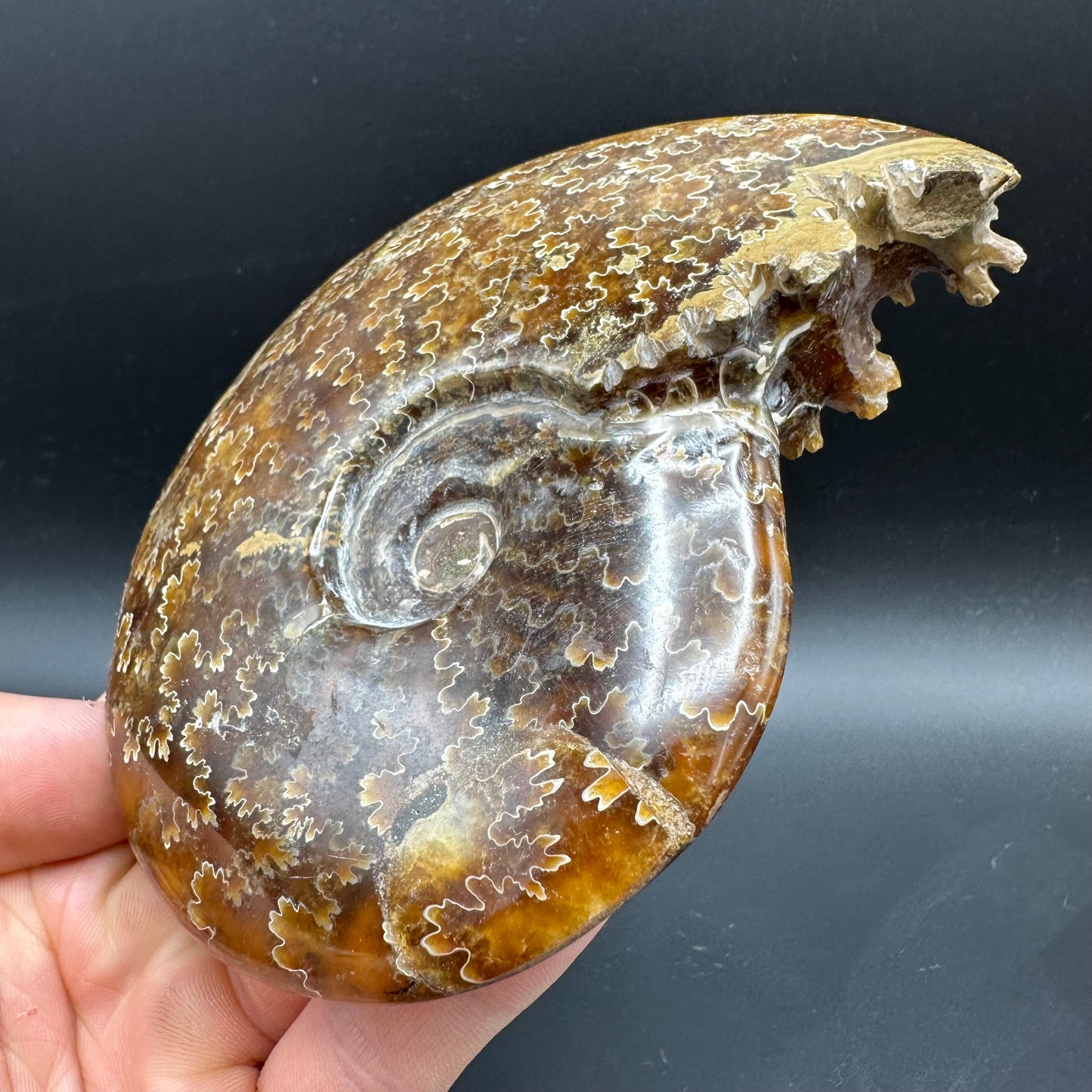 Cleoniceras Ammonite Fossil With Box And Stand - Cretaceous Ammonite Madagascar