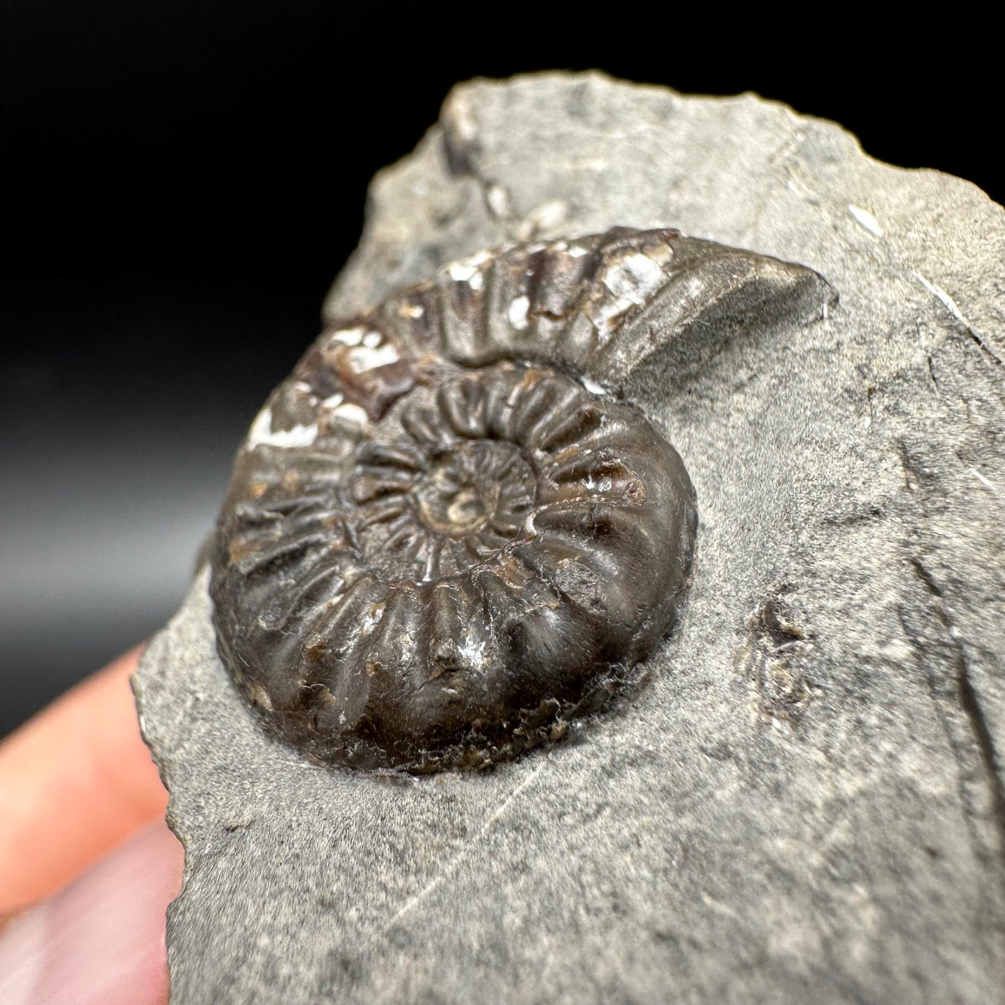 Amaltheus subnodosus Ammonite fossil with box and stand - Whitby, North Yorkshire Jurassic Coast Yorkshire Fossils