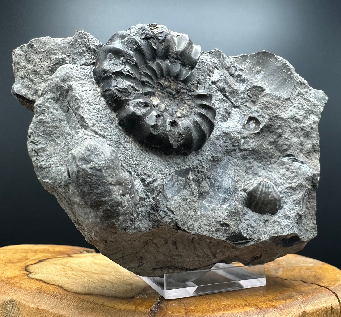 Androgynoceras maculatum ammonite fossil with box and stand - Whitby, North Yorkshire Jurassic Coast Yorkshire Fossils