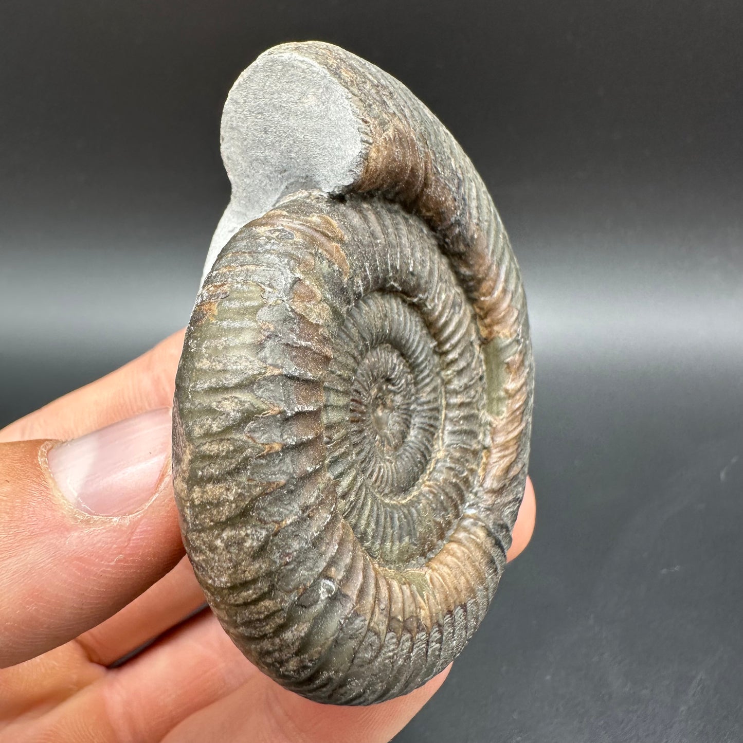 Dactylioceras Ammonite Fossil With Box And Stand - Whitby, North Yorkshire Jurassic Coast Yorkshire Fossils
