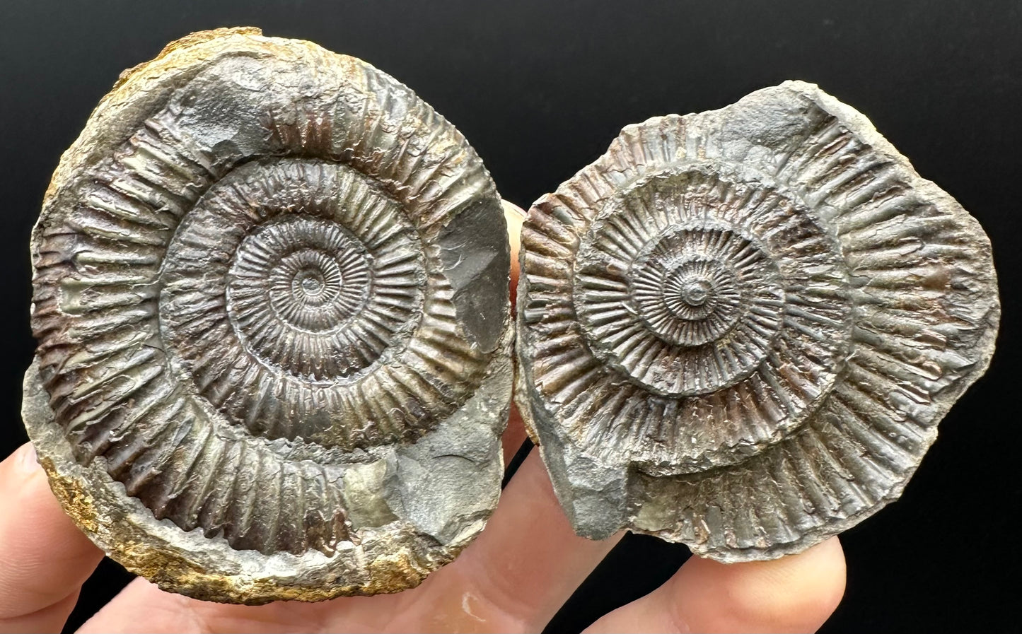 Dactylioceras Ammonite nodule (split pair) Fossil With Box And Stand - Whitby, North Yorkshire Jurassic Coast Yorkshire Fossils
