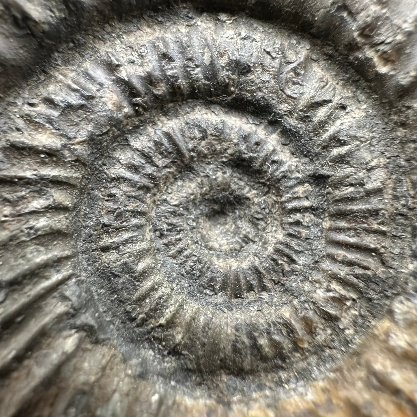 Dactylioceras Ammonite Fossil With Box And Stand - Whitby, North Yorkshire Jurassic Coast Yorkshire Fossils