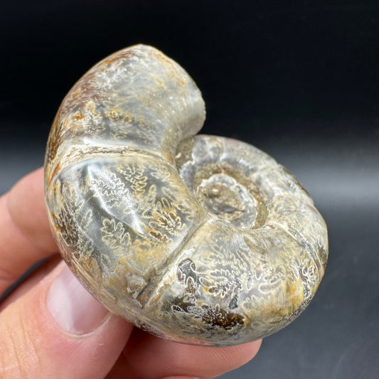 Lytoceras Ammonite Fossil With Box And Stand - Cretaceous Ammonite Madagascar